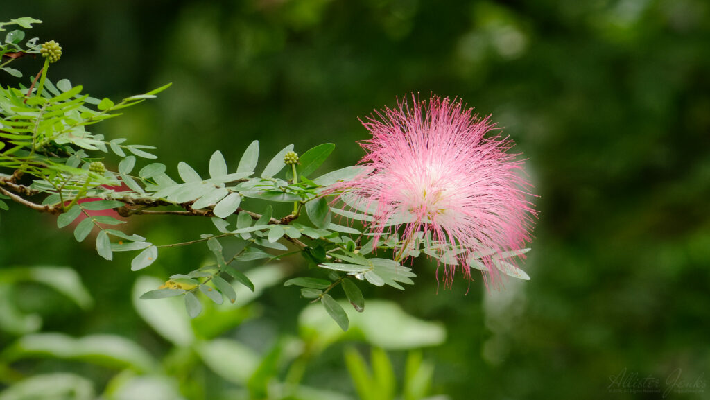 The image shows a delicate, vibrant pink flower with a fluffy, spherical shape, resembling a soft explosion of thin, thread-like petals. It's set against a backdrop of green foliage with small, oval-shaped leaves on thin branches. The overall scene gives a sense of a serene, natural environment.